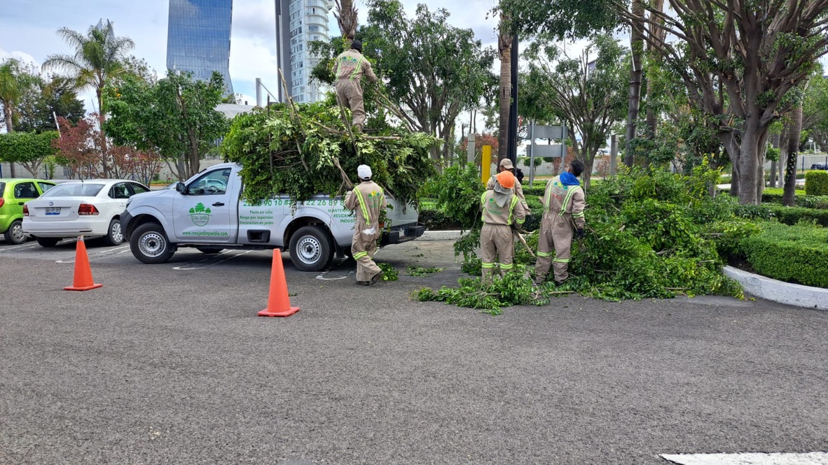 Equipo de Crea Jardín cargando ramas de poda en una camioneta